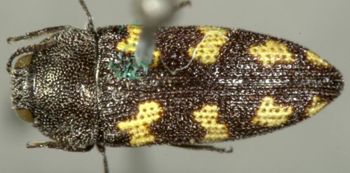 Media type: image;   Entomology 2730 Aspect: habitus dorsal view